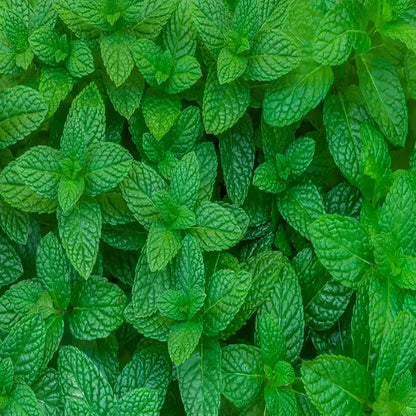 Gourmet Ornamental Mint Seeds