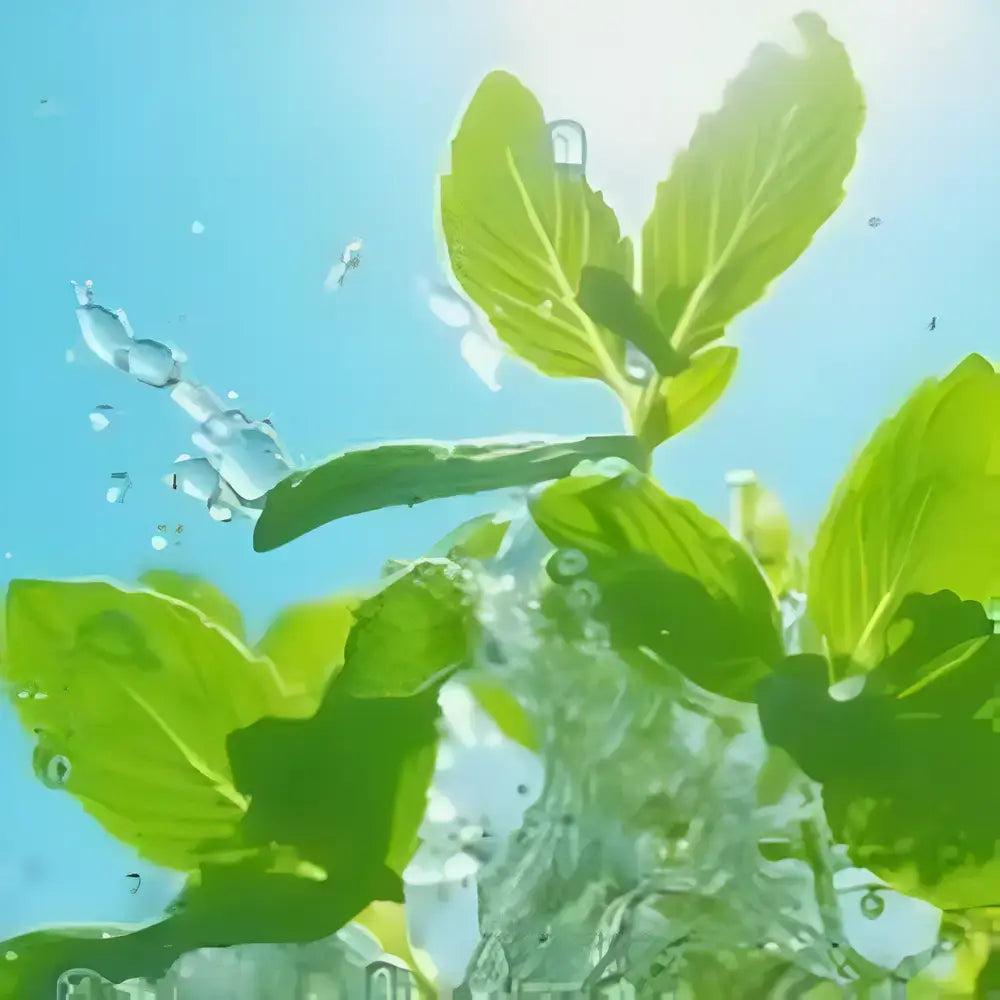 Gourmet Ornamental Mint Seeds