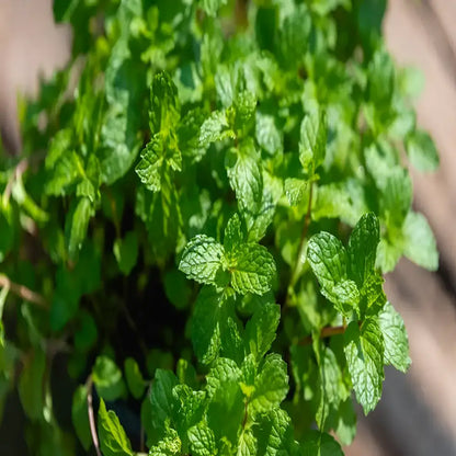 Gourmet Ornamental Mint Seeds