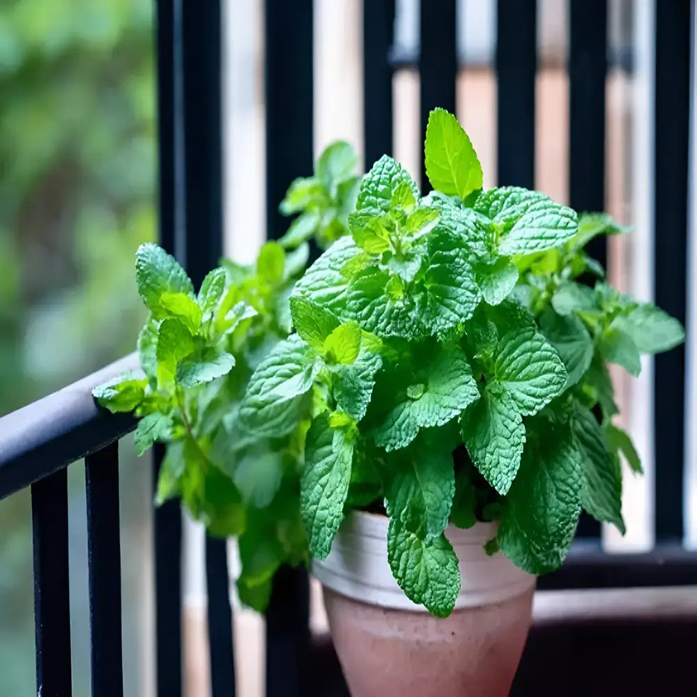 Gourmet Ornamental Mint Seeds