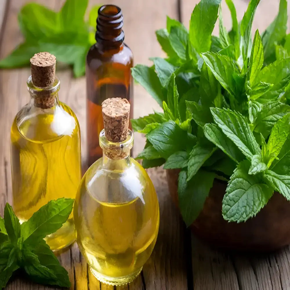 Gourmet Ornamental Mint Seeds