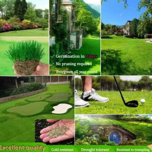 Grass Seeds Hybrid home decor