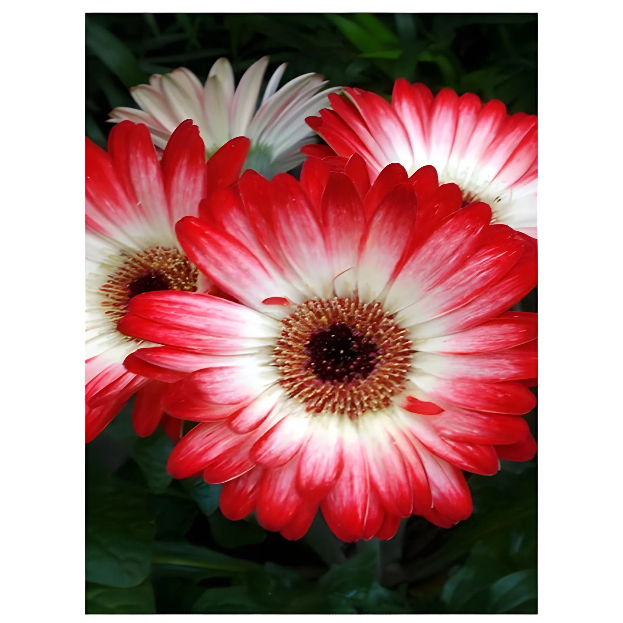 Gerbera Mix Flower Seeds