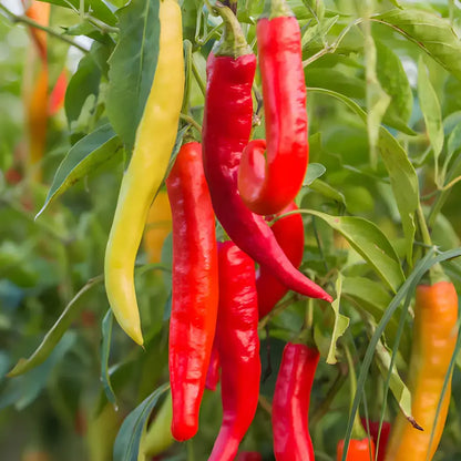 High Yield Hybrid Chilli