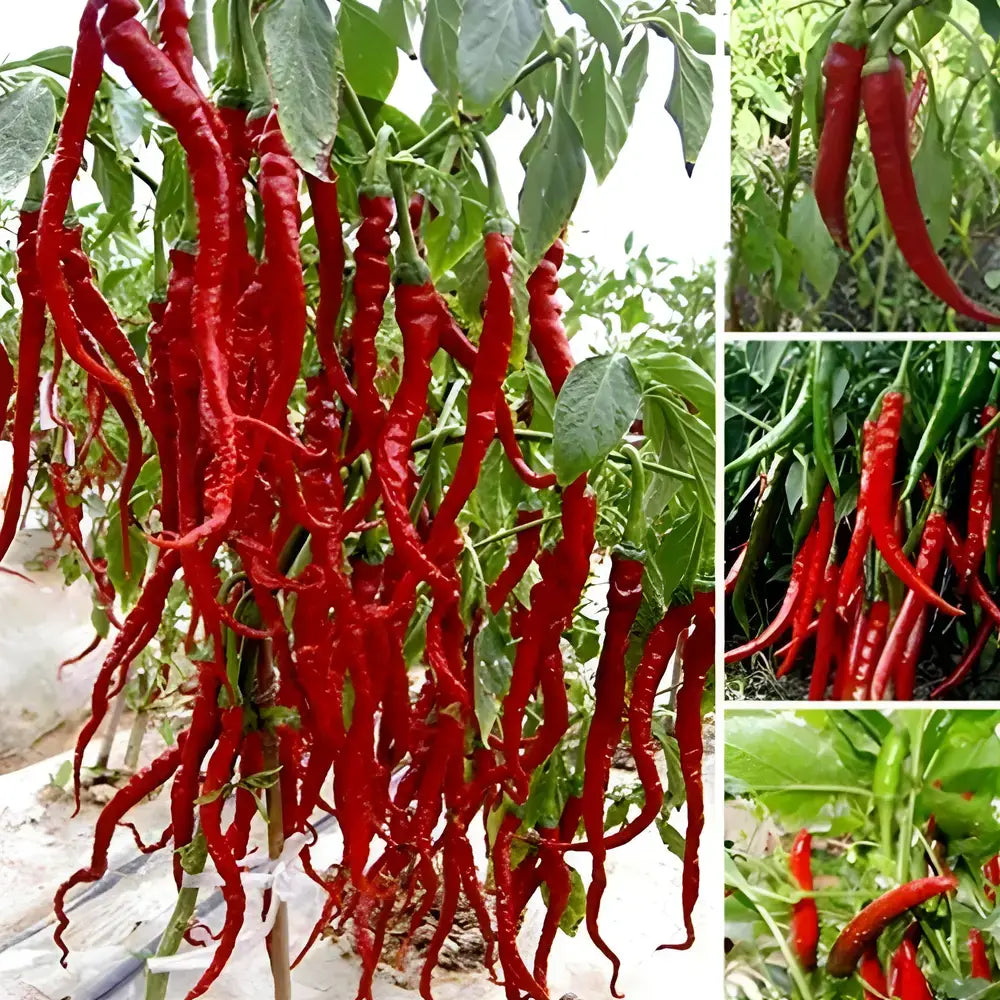 High Yield Hybrid Chilli