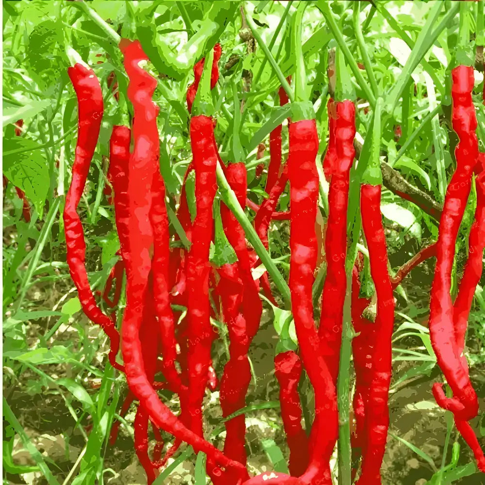 High Yield Hybrid Chilli