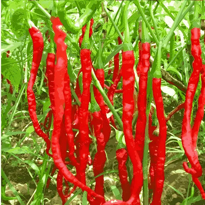 High Yield Hybrid Chilli
