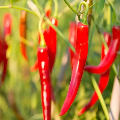 High Yield Hybrid Chilli