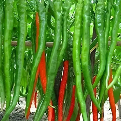 High Yield Hybrid Chilli