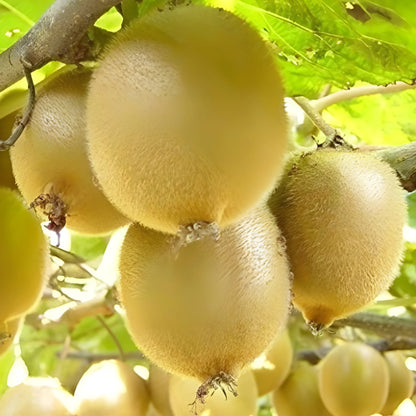 Home Grown Kiwi Seeds