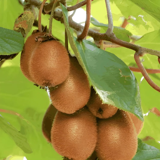 Home Grown Kiwi Seeds