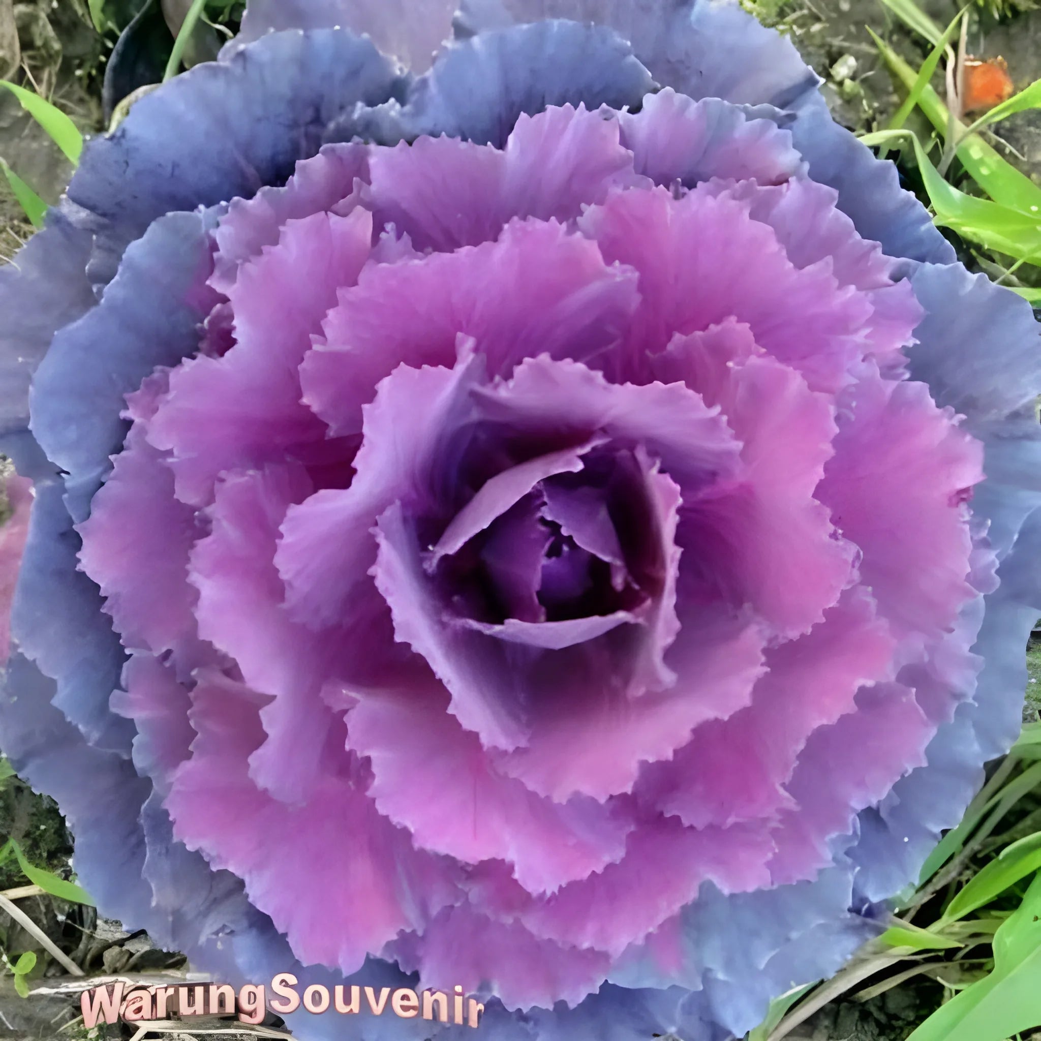 Autumn Mix Kale Seeds