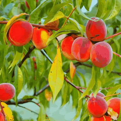 Juicy Peach Tree Seeds