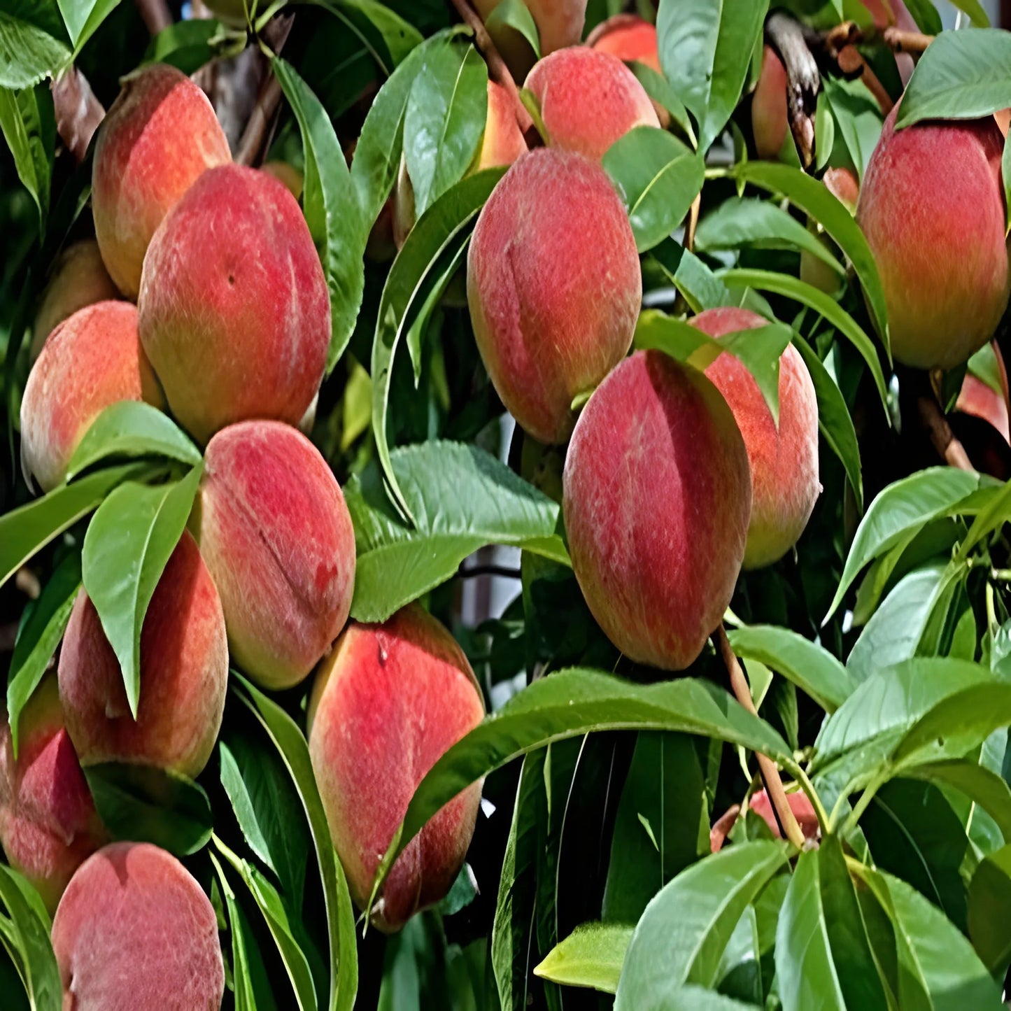 Juicy Peach Tree Seeds