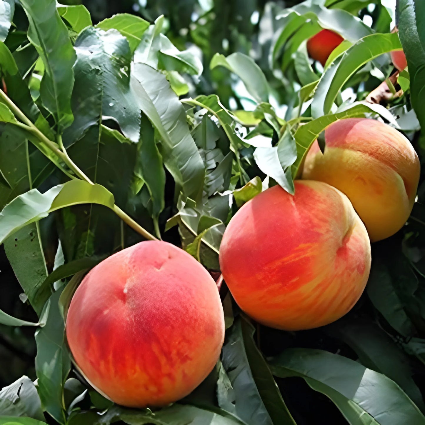 Juicy Peach Tree Seeds