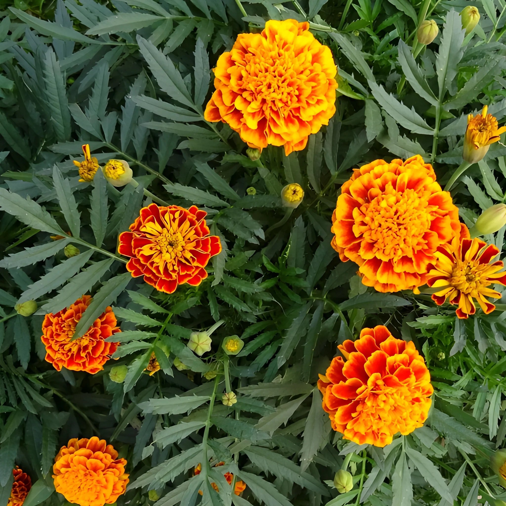Vibrant French Marigold Seeds