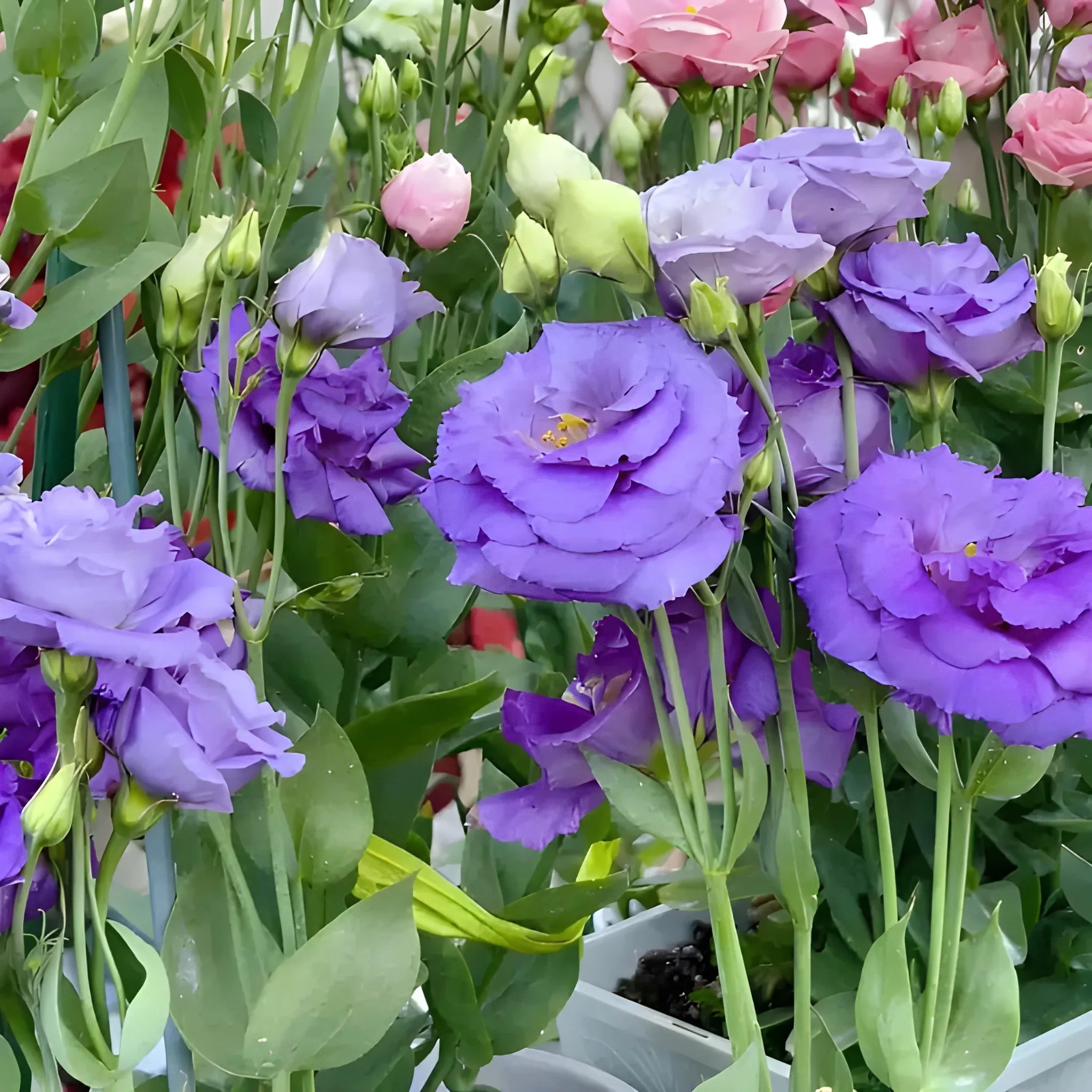 Elegant Lisianthus Flower Seeds