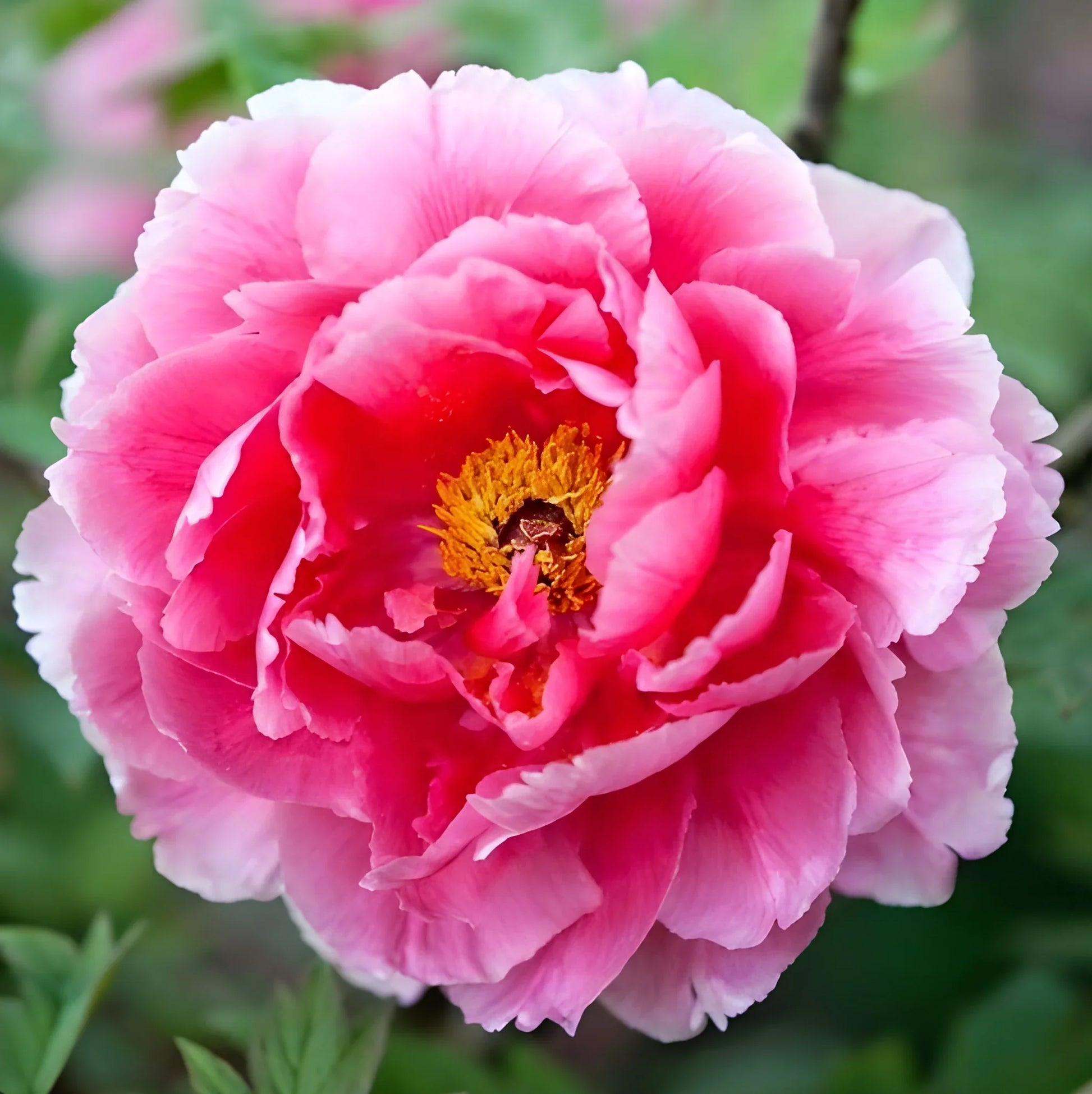 Luxury Peony Flower Seeds