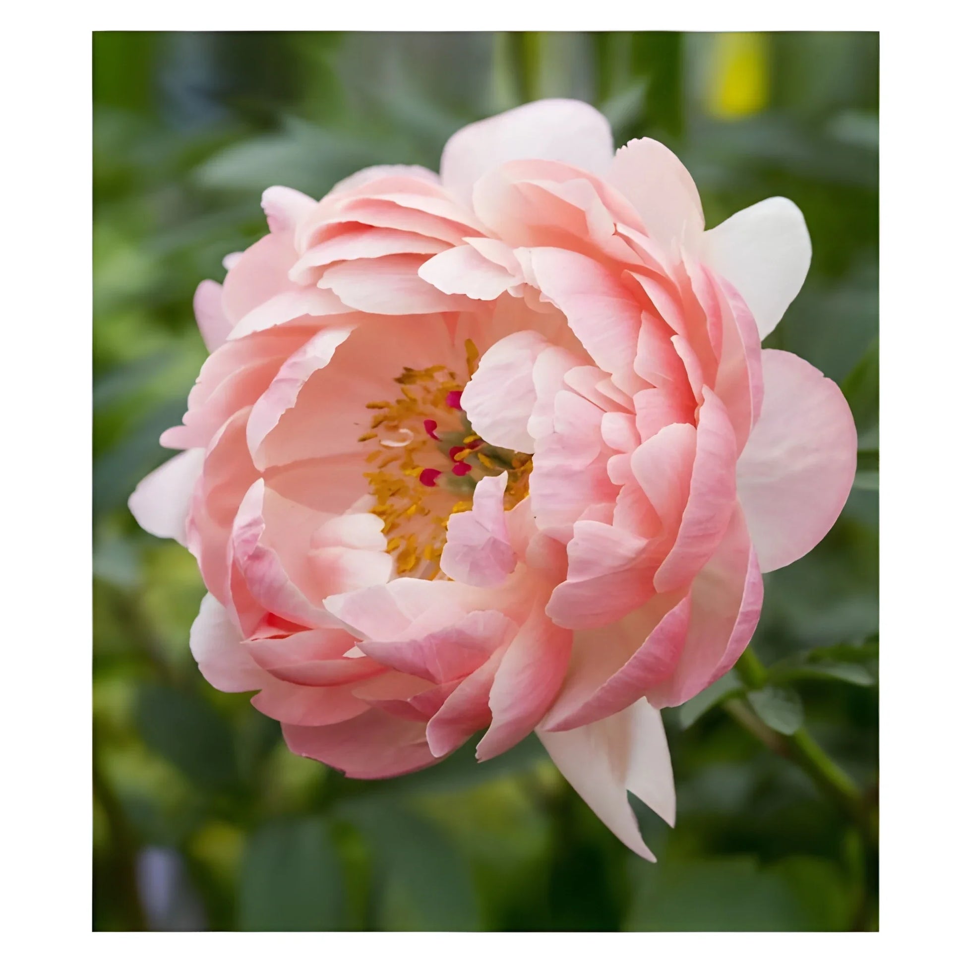 Luxury Peony Flower Seeds