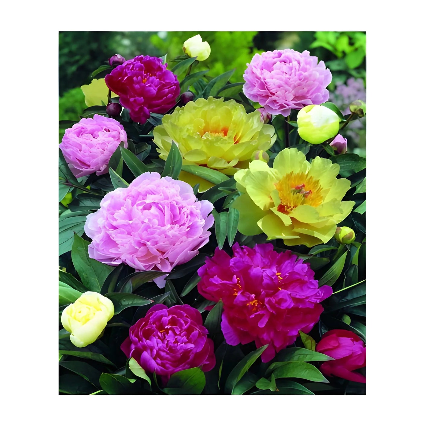 Luxury Peony Flower Seeds