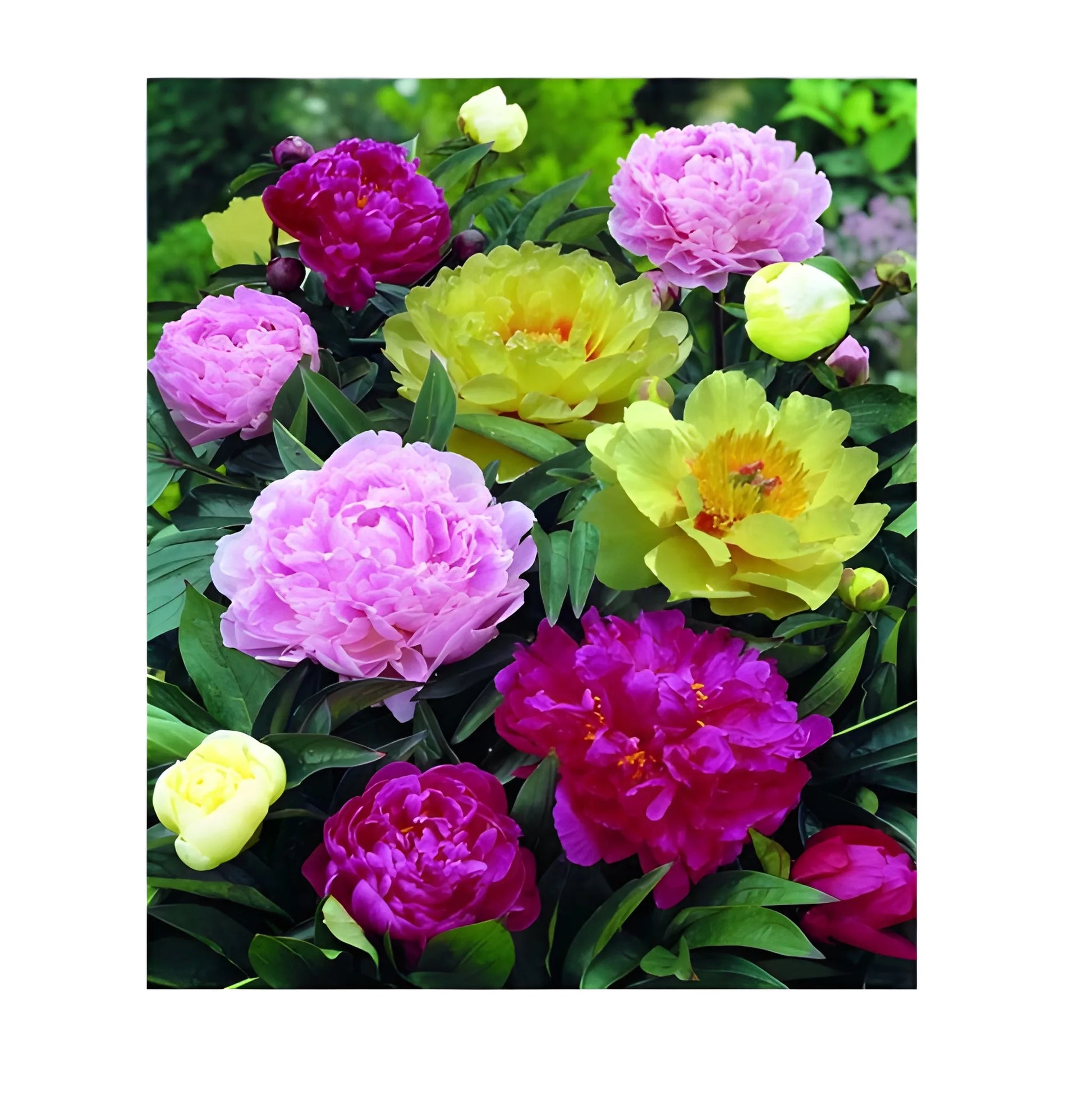 Luxury Peony Flower Seeds