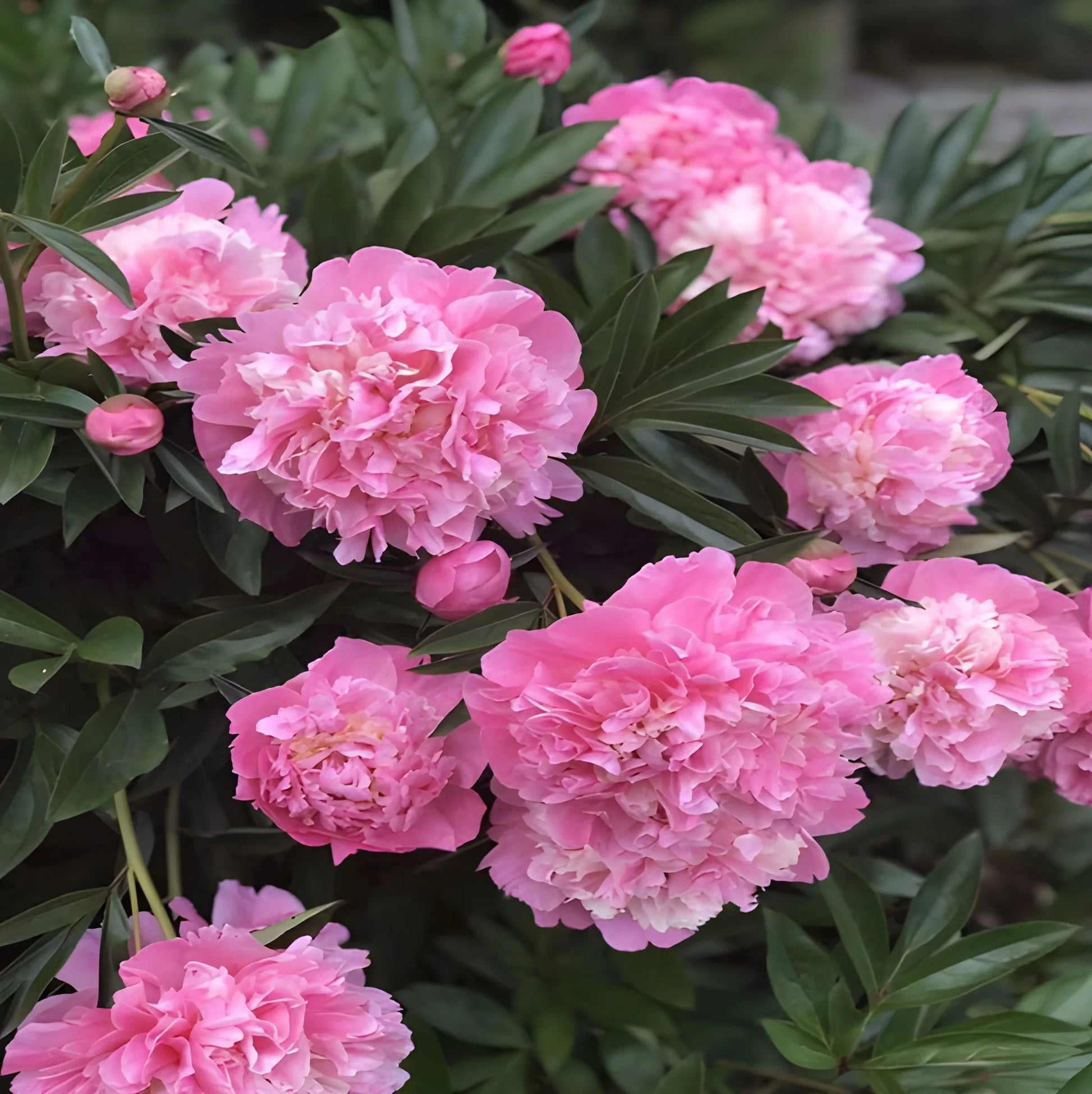 Luxury Peony Flower Seeds