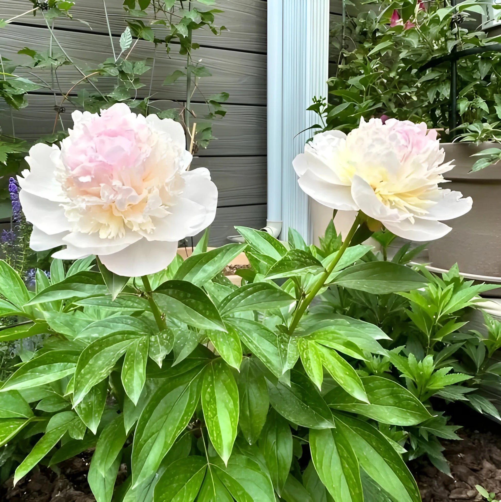 Luxury Peony Flower Seeds