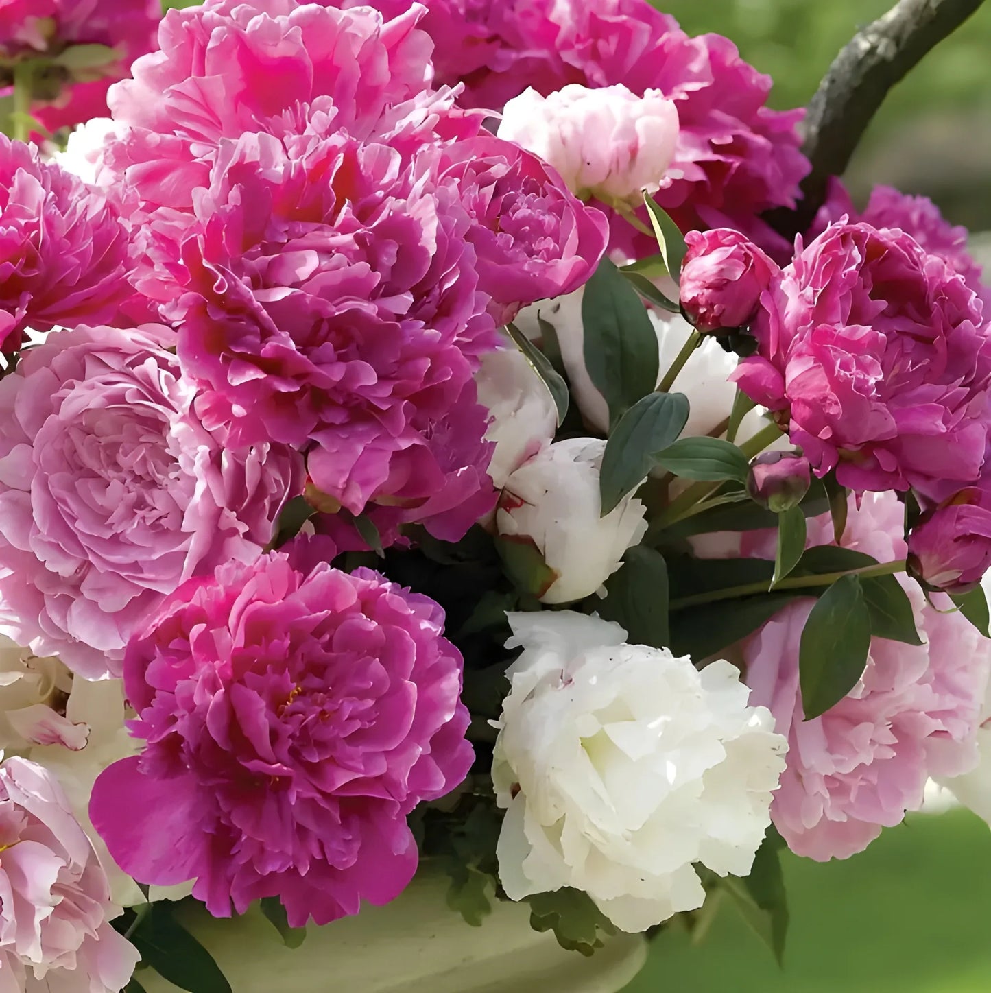 Luxury Peony Flower Seeds