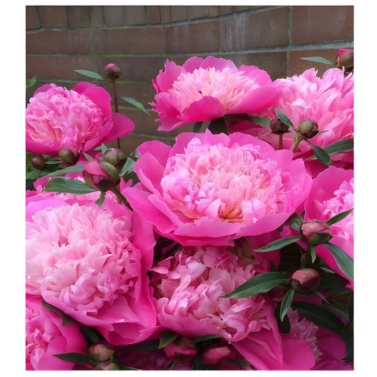 Luxury Peony Flower Seeds