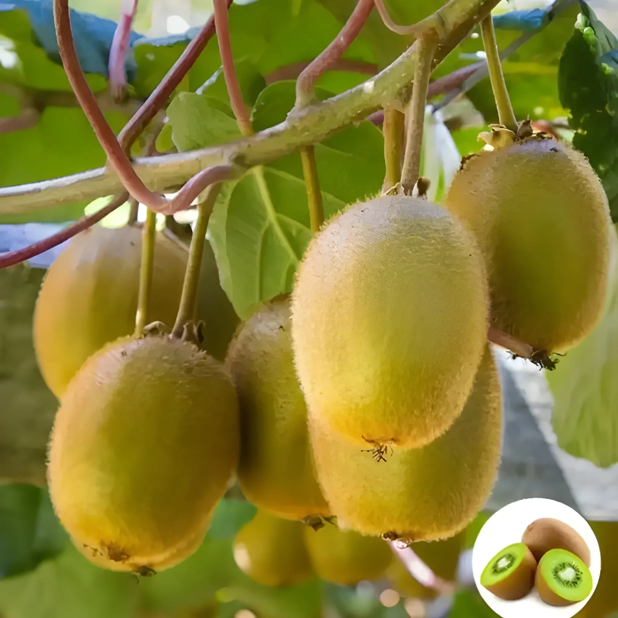 Home Grown Kiwi Seeds