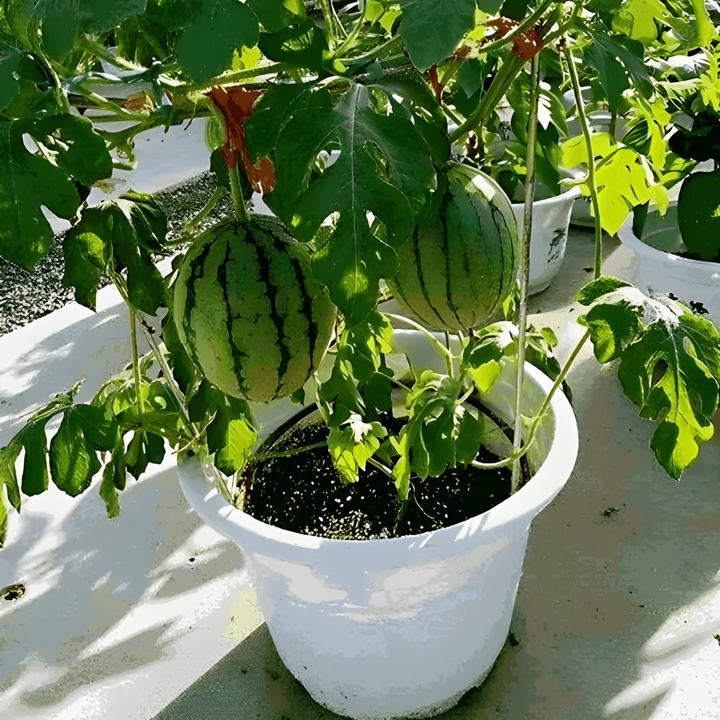 Mini Watermelon Growing Seeds