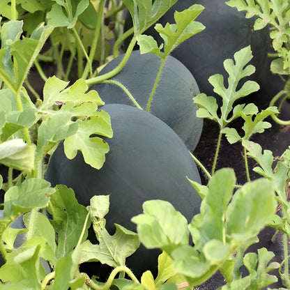 Mini Watermelon Growing Seeds
