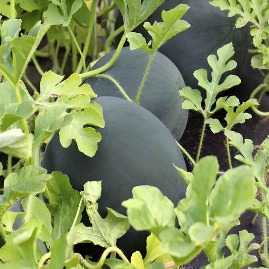 Mini Watermelon Growing Seeds