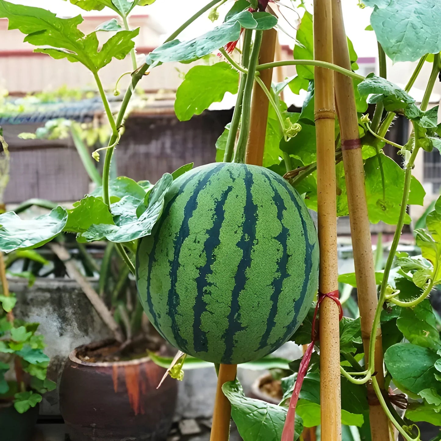 Mini Watermelon Growing Seeds