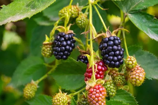 Mulberry Blackberry Fruit Mix Seeds garden & outdoor