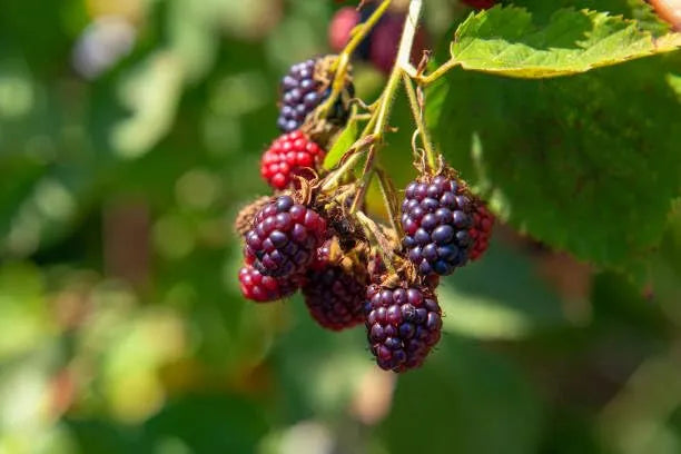 Mulberry Blackberry Fruit Mix Seeds garden & outdoor