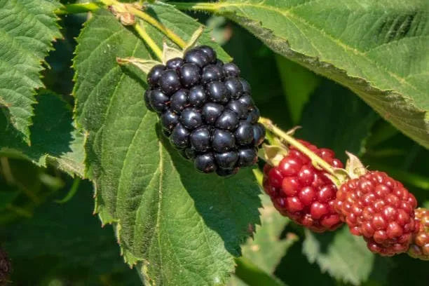 Mulberry Blackberry Fruit Mix Seeds