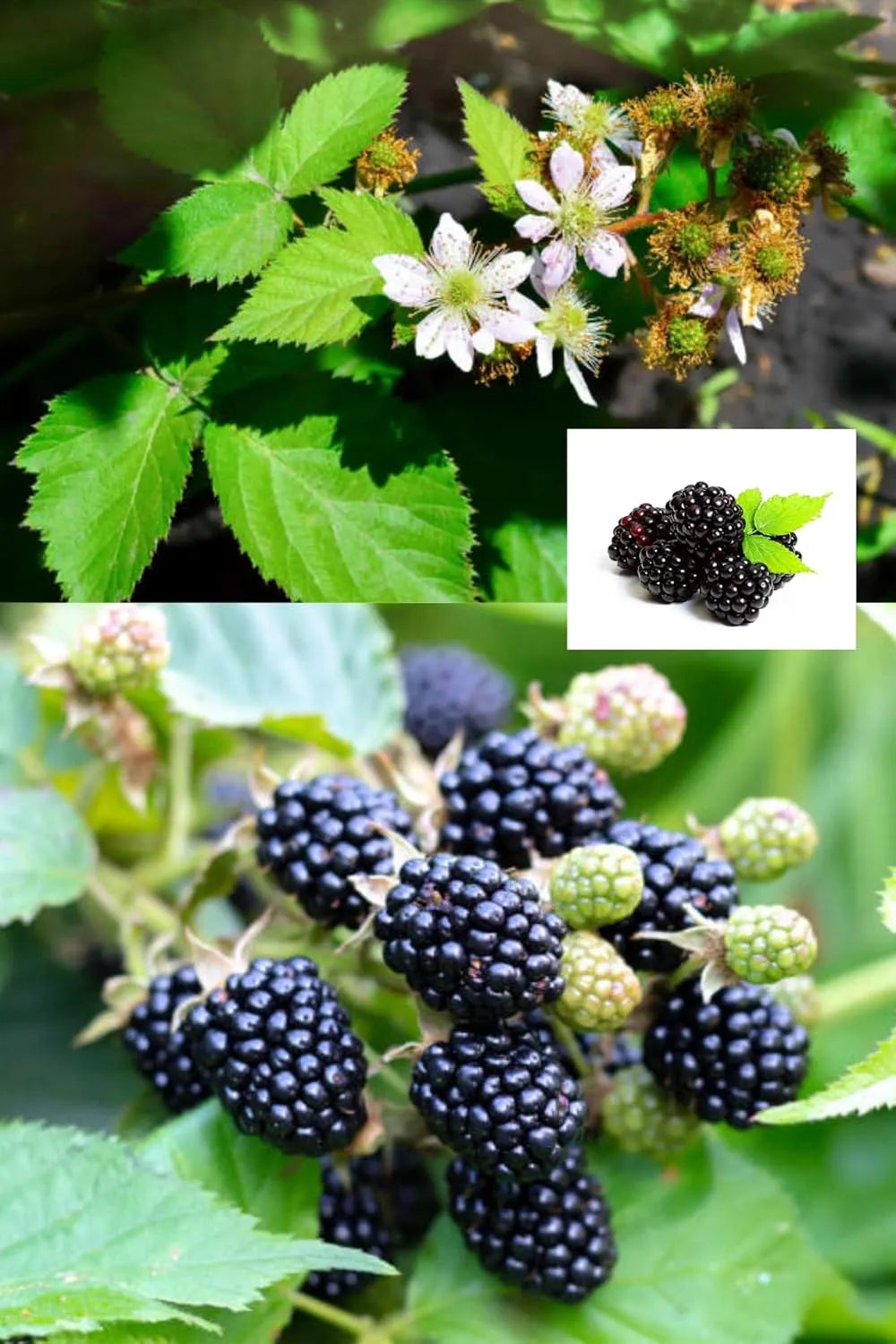 Mulberry Blackberry Fruit Mix Seeds garden & outdoor