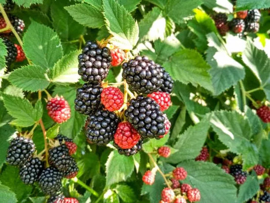 Mulberry Blackberry Fruit Mix Seeds garden & outdoor