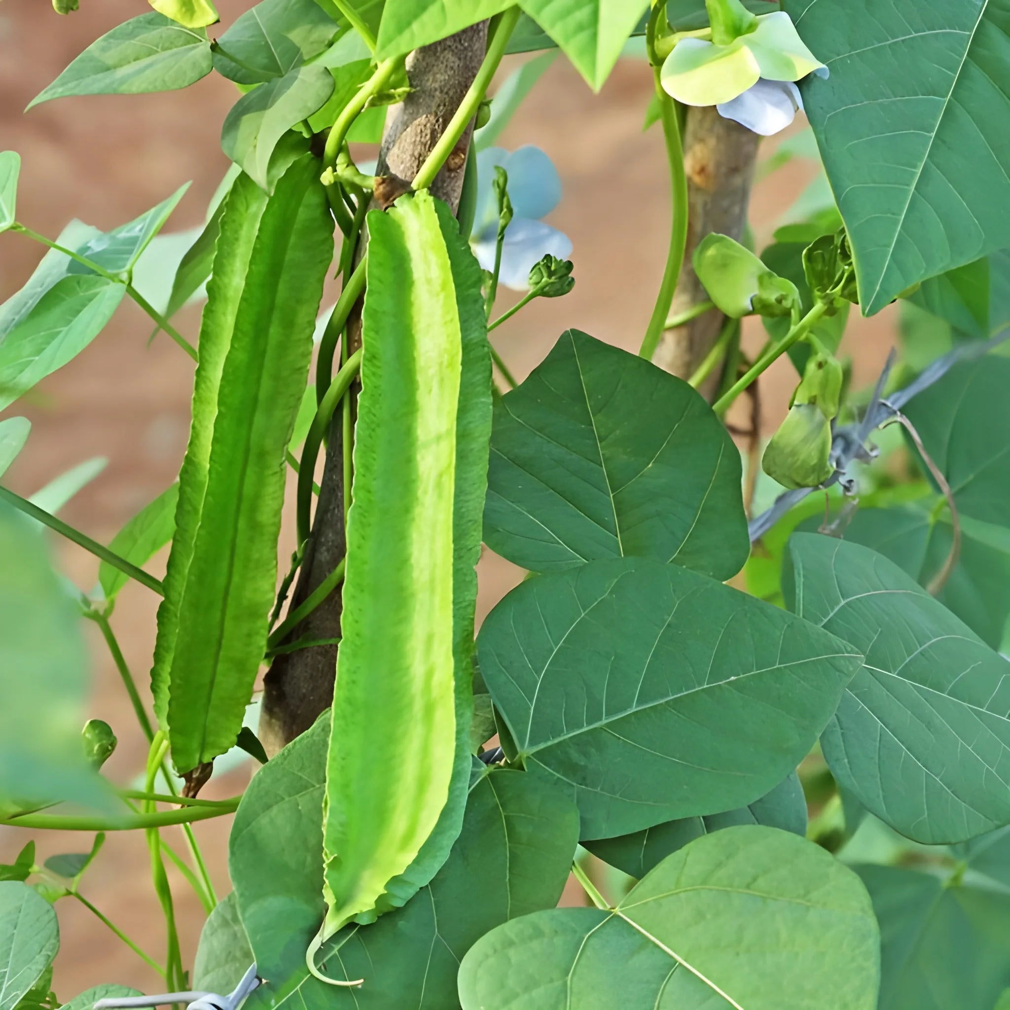 Exotic Dragon Bean Seeds