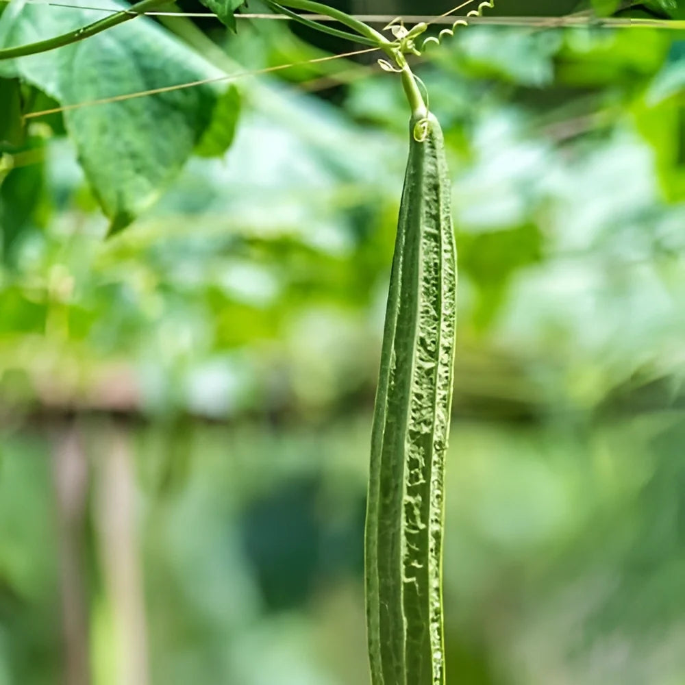 Natural Luffa Sponge Seed