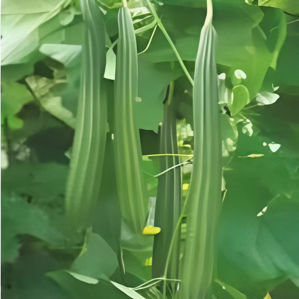 Natural Luffa Sponge Seed