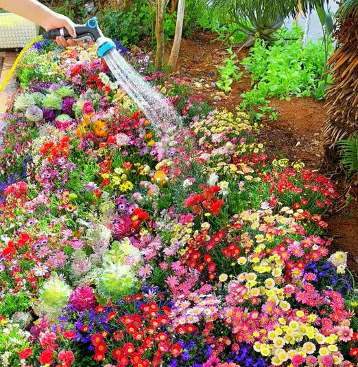 Mix Flower Seeds (Pack of 100 Seeds)