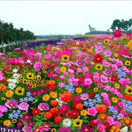 Mix Flower Seeds (Pack of 100 Seeds)