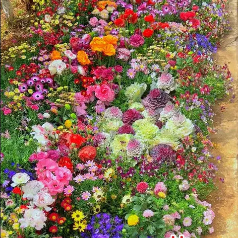 Mix Flower Seeds (Pack of 100 Seeds)
