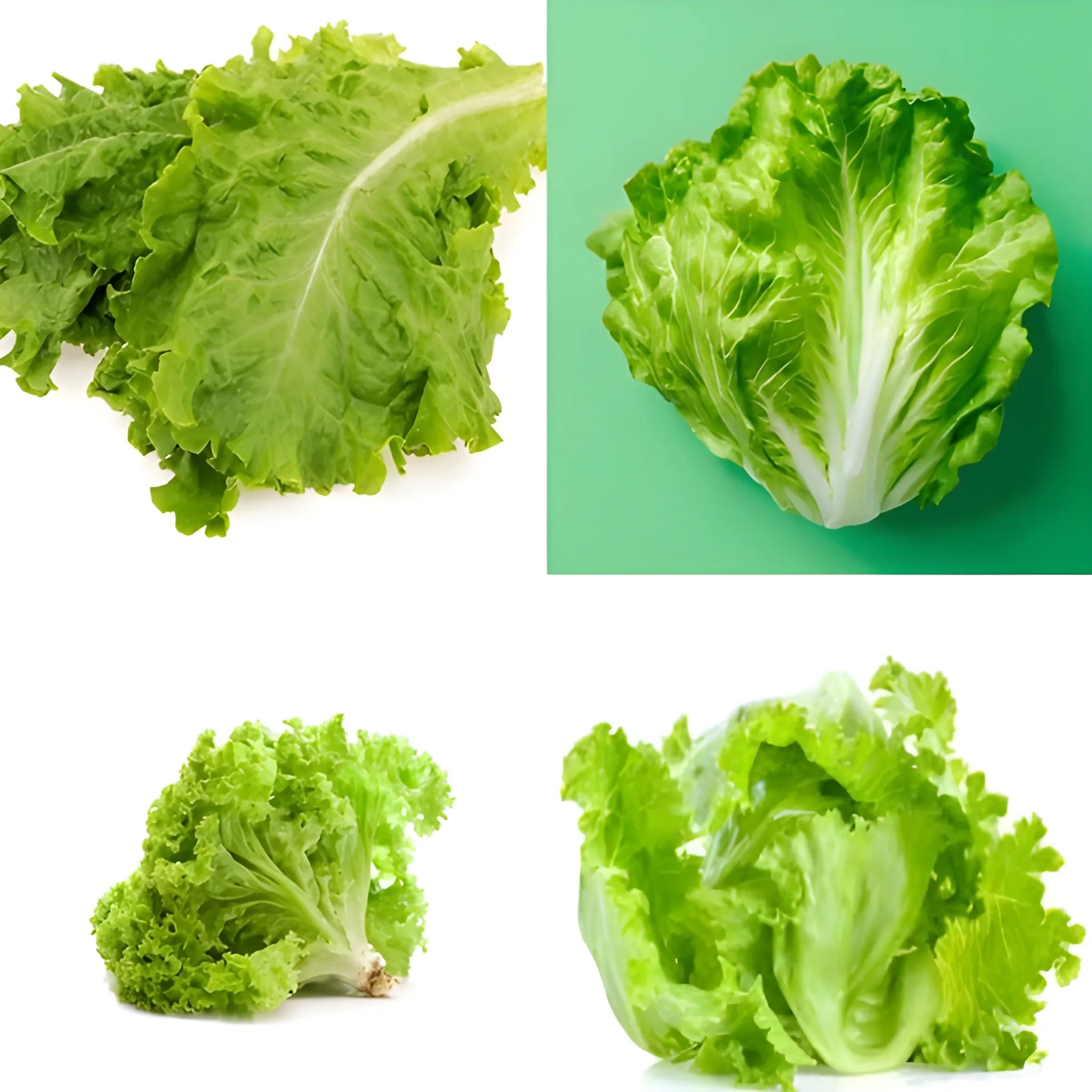 Organic Lettuce Seeds – Pack of 20