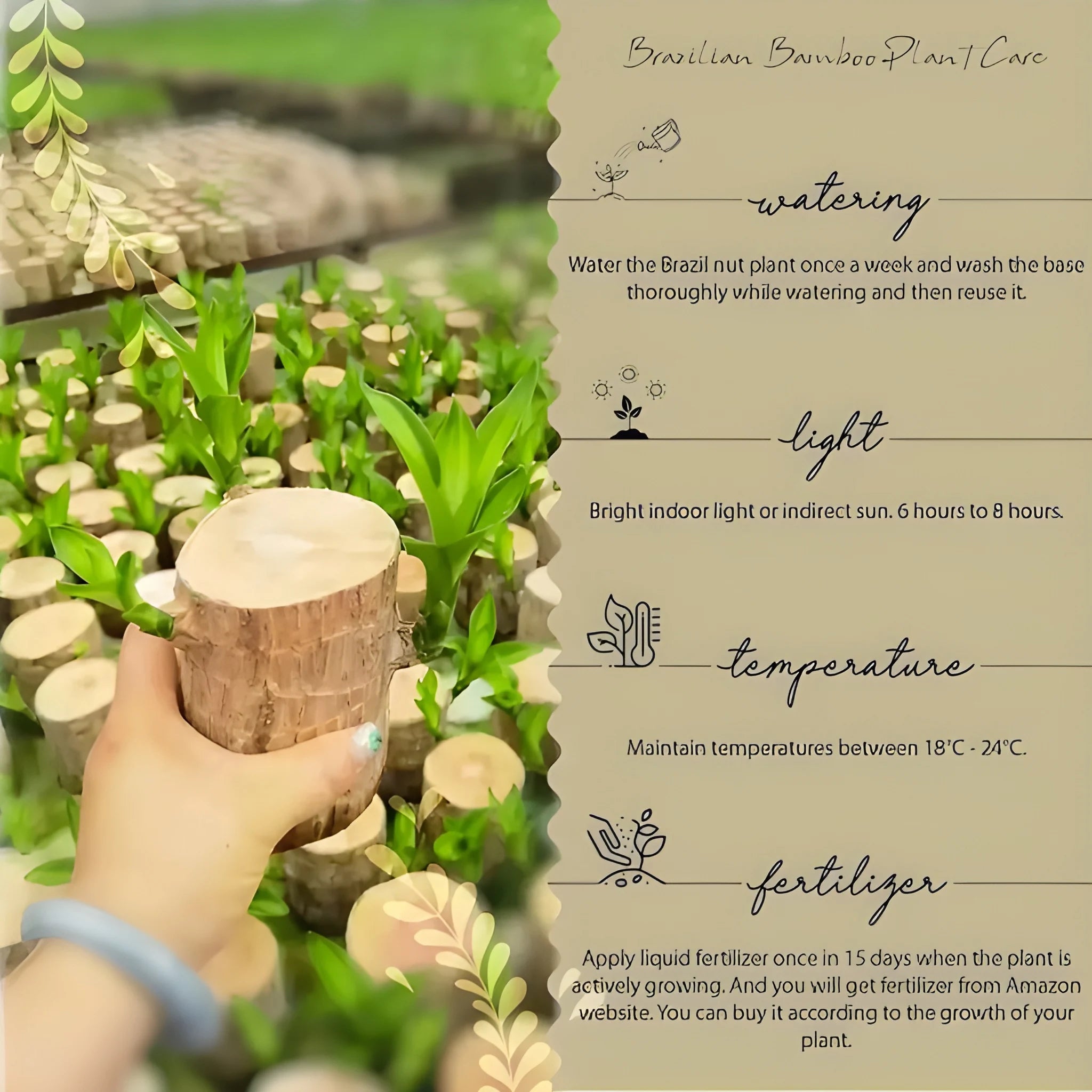 Brazilian Lucky Wood Decor
