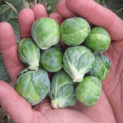 Organic Brussels Sprouts Seeds