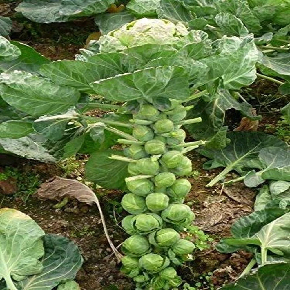 Organic Brussels Sprouts Seeds