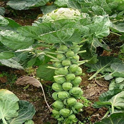 Organic Brussels Sprouts Seeds